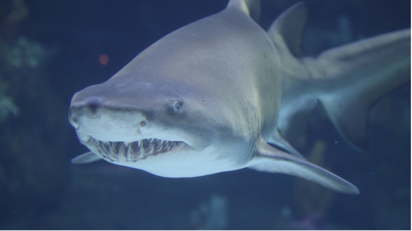 NC Aquarium Program by The Historical Society of Topsail Island