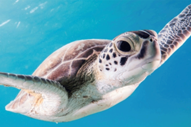 Turtle Talks | The Karen Beasley Sea Turtle Rescue & Rehabilitation Center Topsail Island, NC | Historical Society of Topsail Island | Missiles and More Museum | Topsail Island Events | Historical Assembly Building | Autumn With Topsail Festival