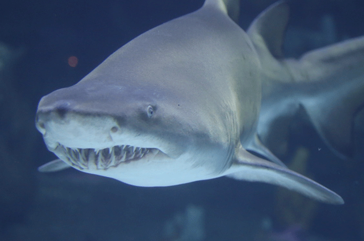 Aquarium Program Shark | Historical Society of Topsail Island | Missiles and More Museum | Topsail Island Events | Historical Assembly Building | Autumn With Topsail Festival