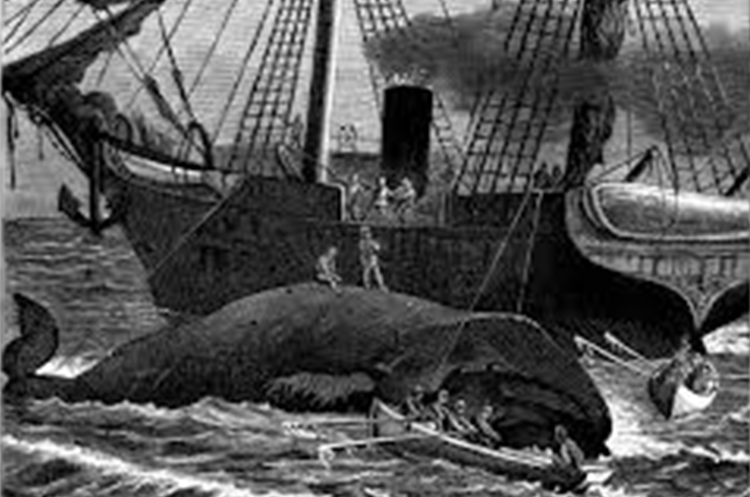 Women In The Whaling Industry | Christine Brin